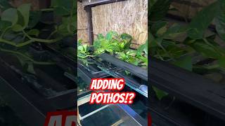 How I make lids that hold my pothos #aquarium #fishtank #fishroom #aquascape #plantedtank