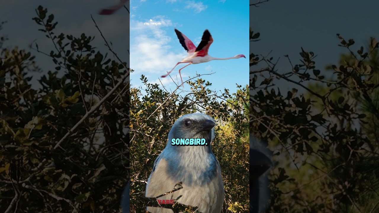 Well What About The Scrub-Jay? #flamingo #zoomiami #florida #floridawildlife #everglades #birds