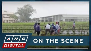 LOOK: Philippines scientists test experimental climate-resistant rice | ANC