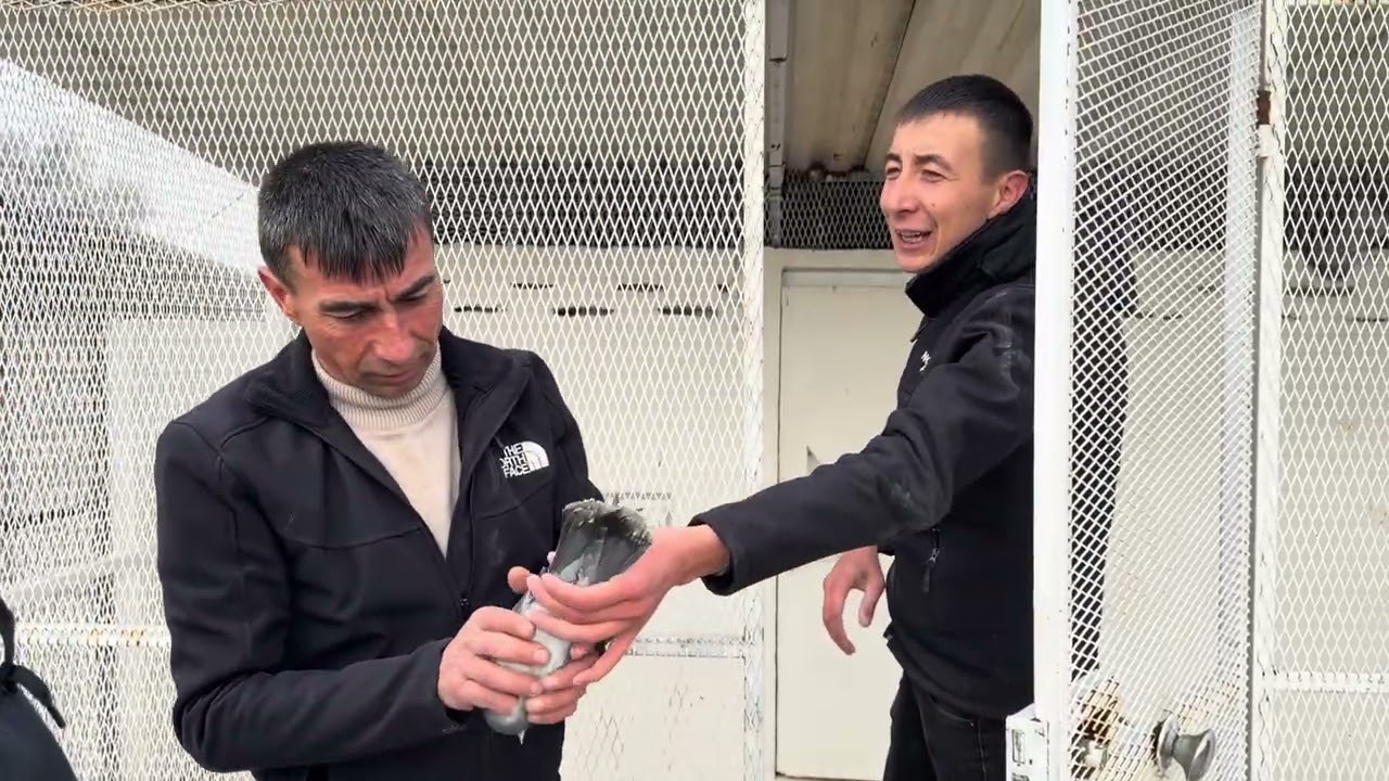 Hazır tutmus takım ve hazır ucan kuş isteyenler kaçırmasın 