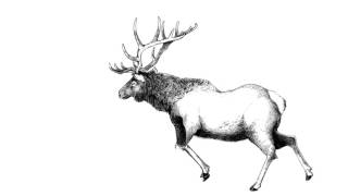 Moose Animation