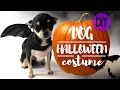 DOG HALLOWEEN EASY COSTUME DIY