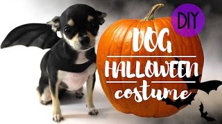 DOG HALLOWEEN EASY COSTUME | DIY