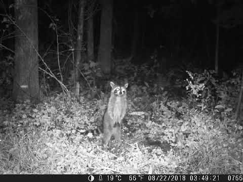 raccoon animal Raccoon - trail cam