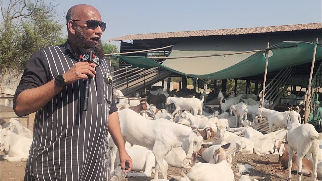 Dhamaka Update | 350 Bakre Sara Goat Farm Surat | ₹460 Kg Start | Weight On Delivery Surat Gujarat.