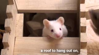 Setting Up A Mousy Playground