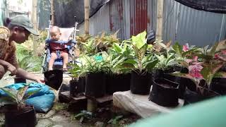 Si kecil sedang berusaha untuk mendapatkan bunga