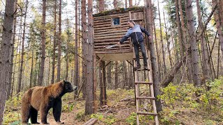 Bear Attack. I'm fought for my Life and Escaped into a Treehouse