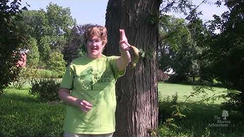 How to identify honey locust (Gleditsia triacanthos)