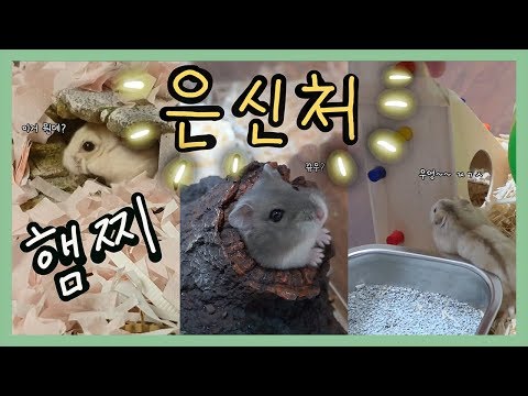 새로운 은신처를 선물 받은 햄스터들 (feat.콩이, <strong>꼬망</strong>, 나나)