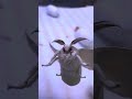 Don't you think silk moth are adorable?