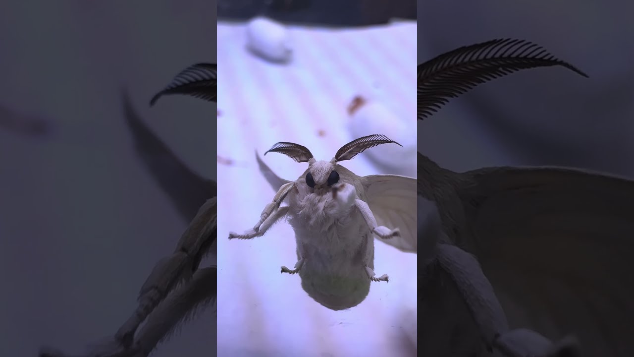 Don't you think silk moth are adorable?