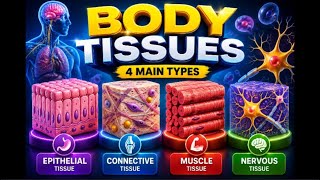 Human Body Tissues | Epithelial, Connective, Muscle &amp; Nervous #tissue #neet #humanbody #cellbiology 