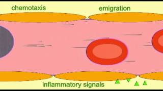 AP2 EXAM 1: BLOOD: LEUKOCYTE CHEMOTAXIS.avi
