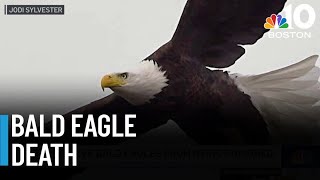 Latest Mass. bald eagle death renews calls for poison ban