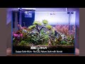 Guppy Aquascape 40cm - No CO2, Nature Style with Bonsai