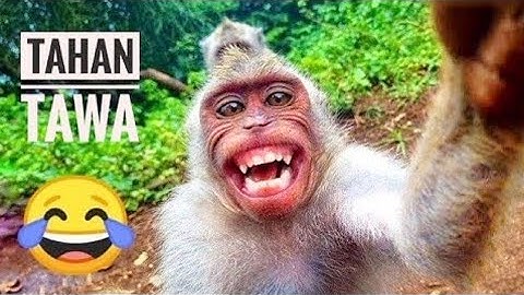 TAHAN TAWA CORE 😂 Kumpulan Video Hewan Lucu Bikin Ketawa Geli ‼️Animal Funny Video #funny #lucu #fyp