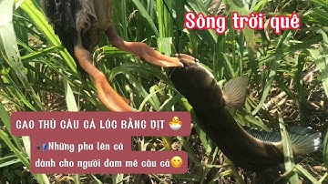 CAO THỦ CÂU CÁ LÓC BẰNG VỊT 🐣-những pha lên cá dành cho người đam mê câu cá @songtroique758