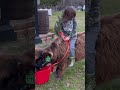 Teaching Hagrid to be rideable 🐂 #horse #farmkid #viral #farmlifebestlife #cattle #bull #bullride