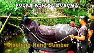 Mbolang Bareng Bantengan Putra Wijaya Kusuma  Jambangan Pandanwangi  Edisi Kalapan 