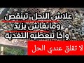 اسرار تربية النحل الطرد ضعيف ويتناقص رغم التغذية بعد هذا الدرس انت محترف لاتضيع وقتك بعد الآن