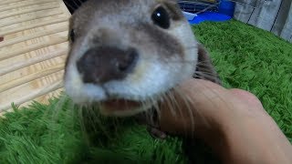 There is nothing [Otter life Day 105] 何もないよ