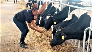 From 3 Cows in 2021 now I have 33 High Grade Dairy Cows Producing 9600 Litres a Month | Githunguri