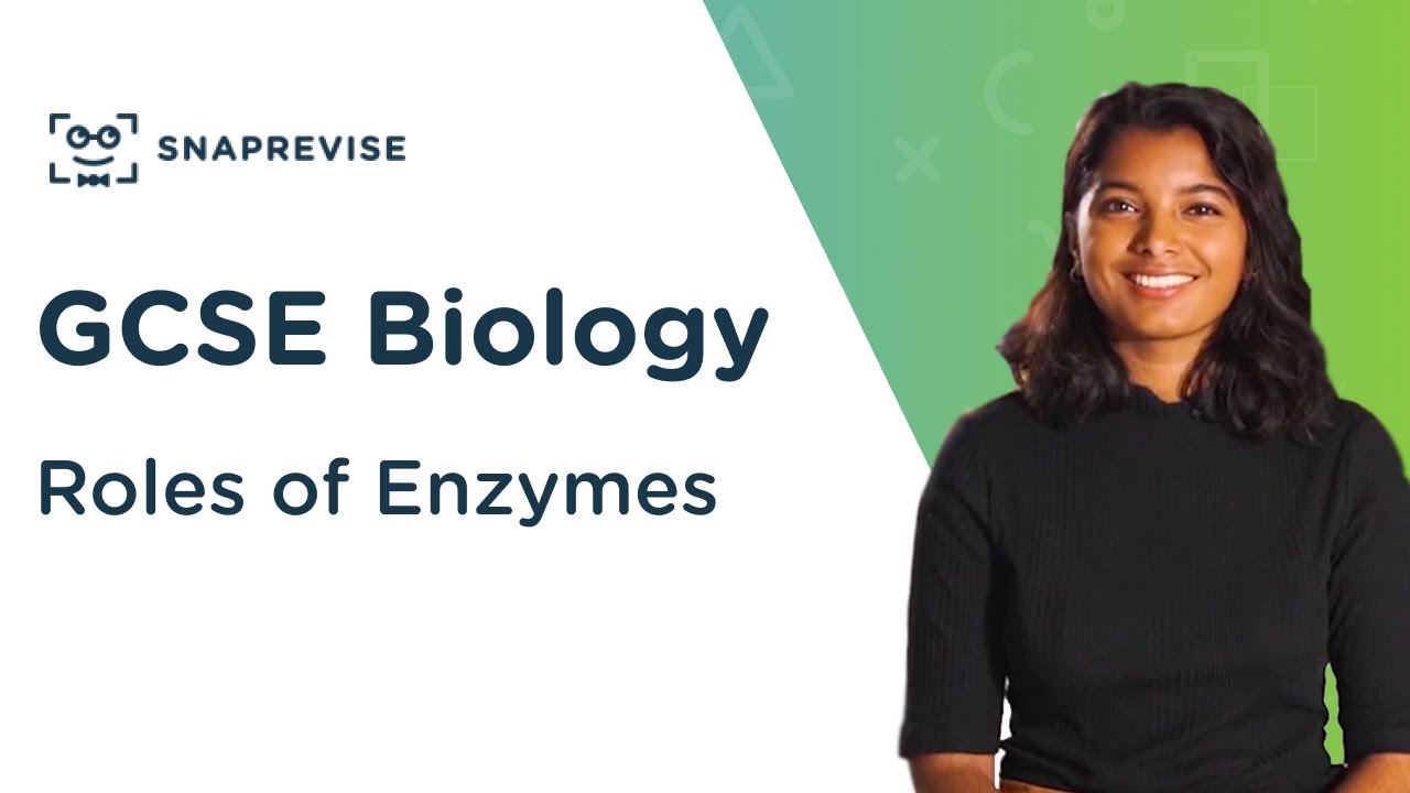 Roles of Enzymes 91 GCSE Science Biology OCR, AQA, Edexcel YouTube