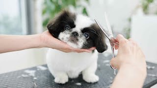 First Time Haircut for a Pekingese Puppy.