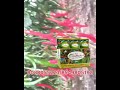 Soil Multiplier KBD Multiplier #chilli #agriculture #organicfarming #soilmultiplier