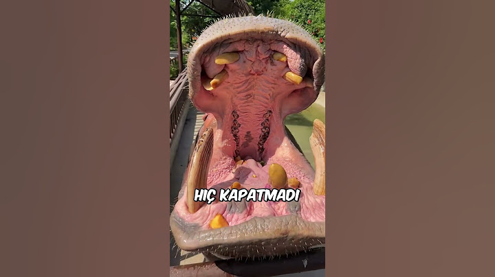 Su Aygırına Böyle Şaka Yapılır mı.. 😅 🦛