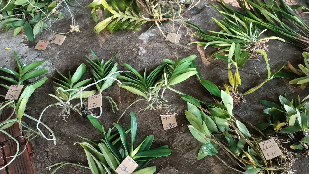 lan rừng bé hai 18/1/26.Lh0942807510.em mời cả nhà mình vào xem bao ship toàn quốc 