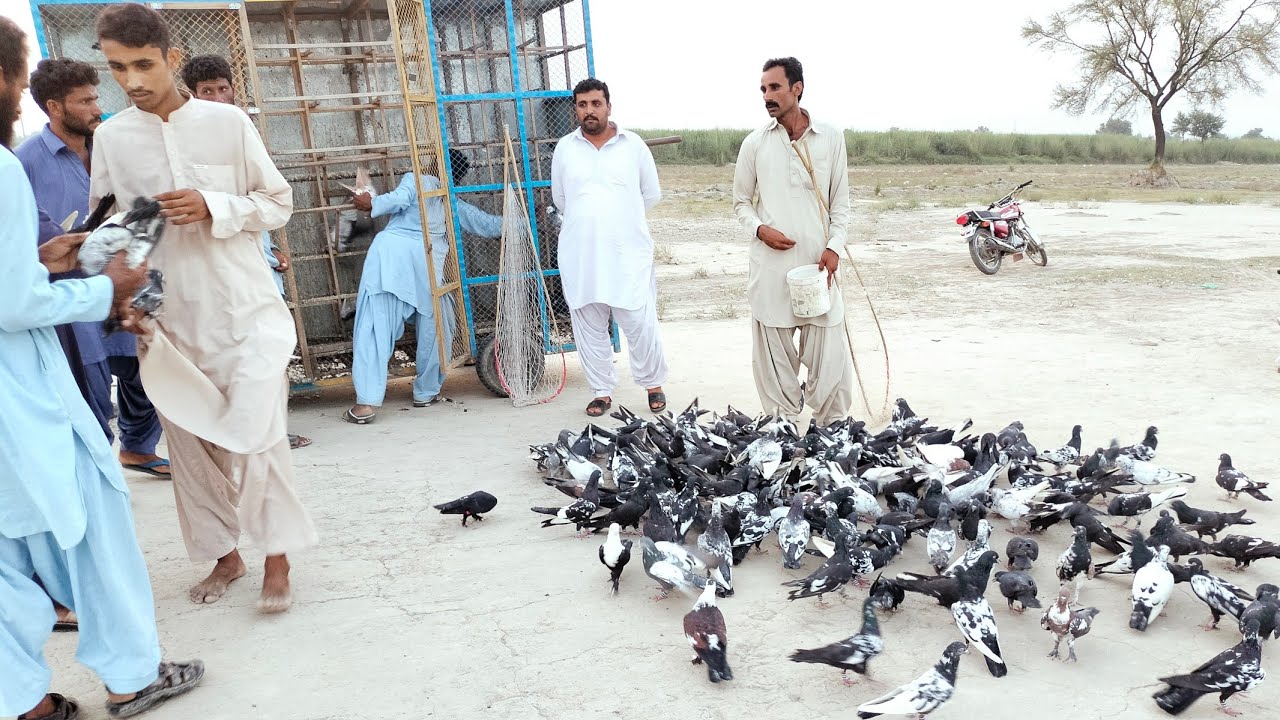 King Vs King Punjab kabutar Bazi ka Asa Competition Jahan Bari Batye hovi