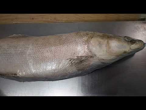 Посмотрите, как выглядит нельма свежемороженая - известная вкусная якутская рыба