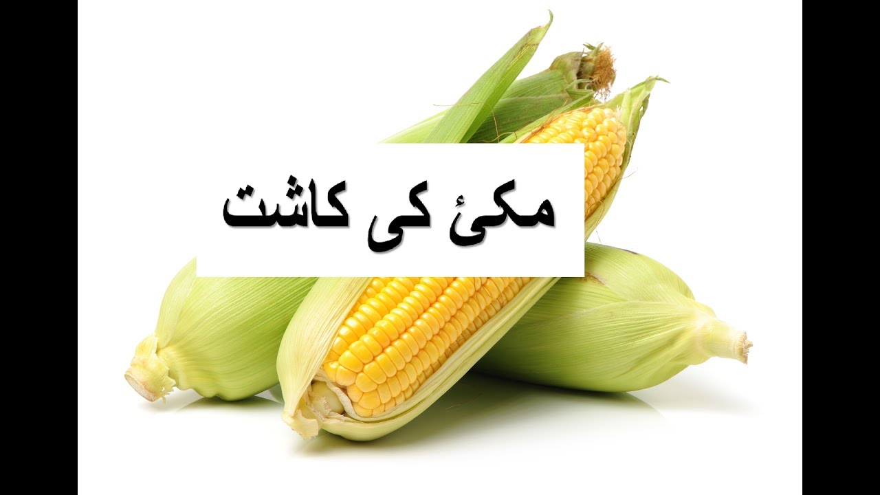 Makai ki kashat – مکئ کی کاشت – Maize Cultivation and Production Technology