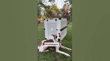 Ricky got his hands on the best dog crate out there. I’m so happy he will be safer and happier :)