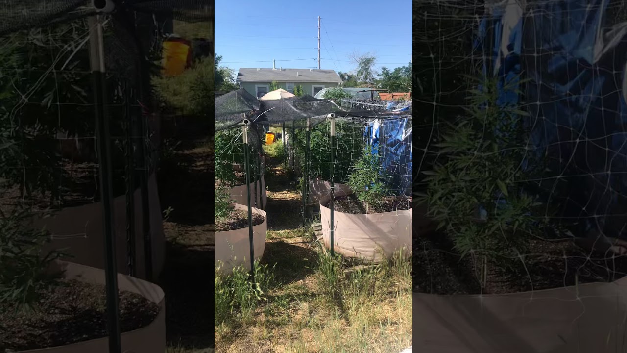 Colorado outdoor marijuana grow update