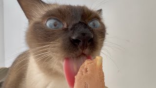 My cats eat popsicles 🥶❄️are they going to be okay 😱