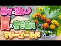 【夏の寄せ植え】日差し、暑さに強いマリーゴールドの寄せ植え【清涼感】【寄せ植え初心者】