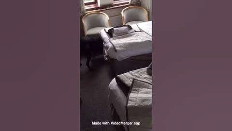 Bed bug detection dog live search