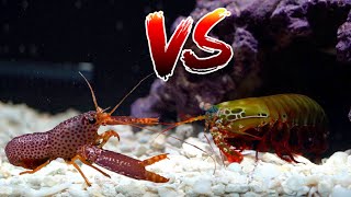 Giant MANTIS SHRIMP vs RARE Purple LOBSTER! *Epic Battle Royale*