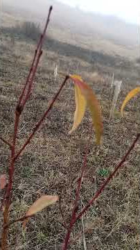 Automn wibes.... #nature #natural #automn #satisfying #farming #farmlife #farmer #farm #orchid