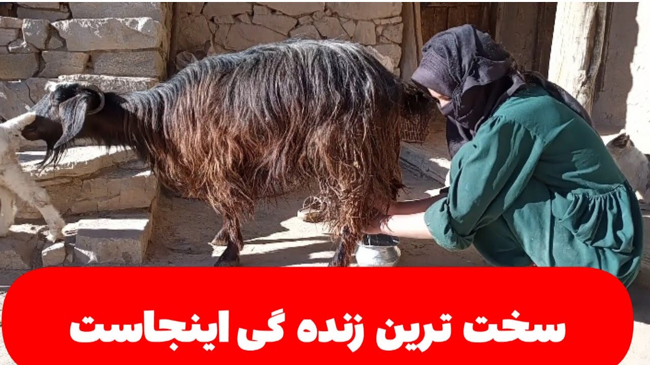 فعالیت روزانه در زنده گی روستایی*ولاک*