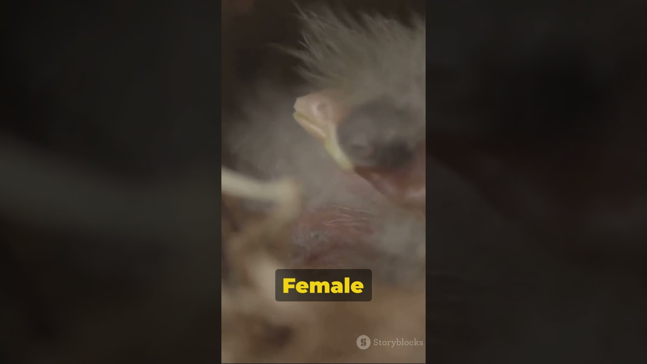 Why Are Kakapo Parrots Critically Endangered?