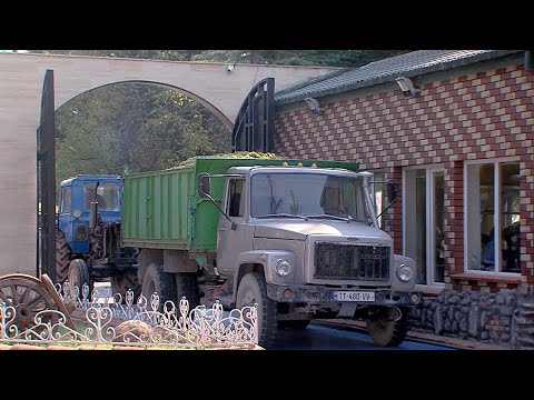 კახეთში მომხდარი სტიქიის შედეგად დაზიანებული ყურძნის ჩაბარების პროცესი გრძელდება