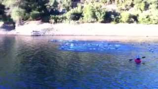 Swim Start Of Silicon Valley International Triathlon 2012