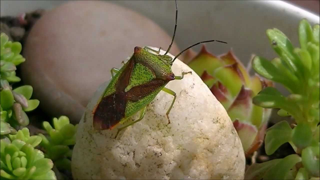 Punaise de l'aubépine  Acathosoma haemorrhoidale.wmv