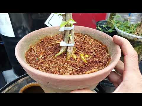 Video CHIA SẺ CÁC BẠN LÀM CÂY BỒ ĐỀ CÓ ĐẾ ĐIỀU 24H.BONSAI BỎ... - youtube