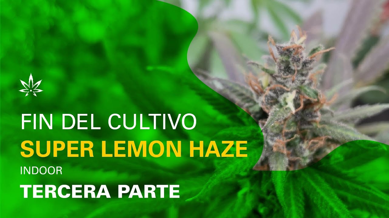 SÚPER LEMON HAZE | FLORACIÓN
