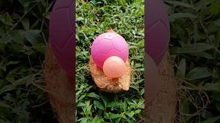 Egg And Fruit And Snake